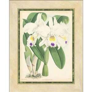  Walter Fitch   Fitch Orchid III Giclee