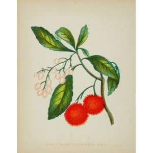 1902 ORIGINAL Botanical Print Strawberry Tree Arbutus   Original Print
