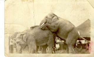 Mating Circus Elephants Antique Real Photo Postcards  