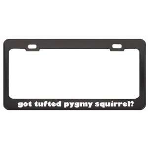 Got Tufted Pygmy Squirrel? Animals Pets Black Metal License Plate 