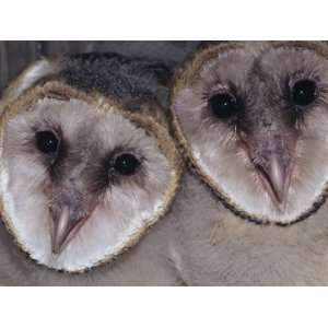 Barn Owl Faces, Tyto Alba, a Threatened Species, North America 