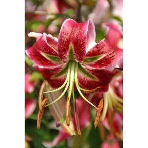  Lily   Species   Scarlet Delight Patio, Lawn & Garden