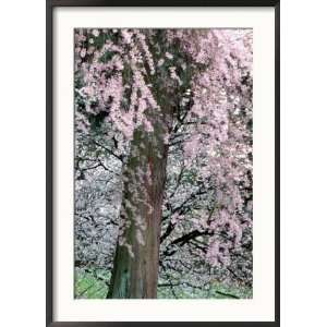 Cherry Blossoms and Red Cedar Tree Trunk, Washington, USA 