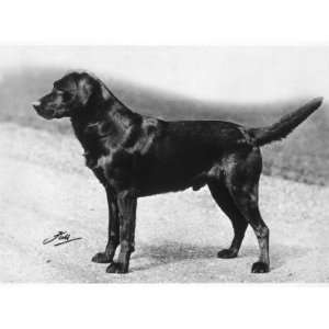  Dual Champion Bramshaw Bob Crufts, Best in Show, 1932 and 