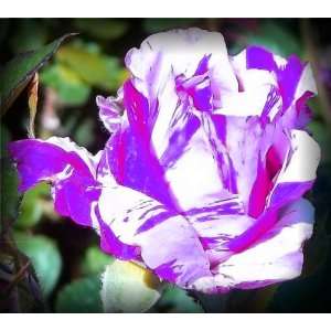  Purple Jewel Rose Seeds Packet Patio, Lawn & Garden