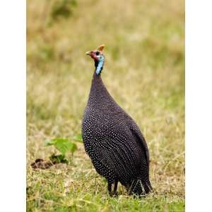  Helmeted Guineafowl, Arusha National Park, Tanzania 