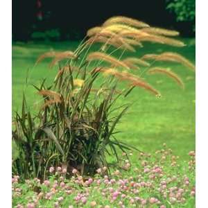  GRASS FOUNTAIN BURGUNDY GIANT / 1 gallon Potted Patio 