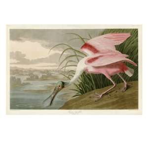  Roseate Spoonbill Giclee Poster Print