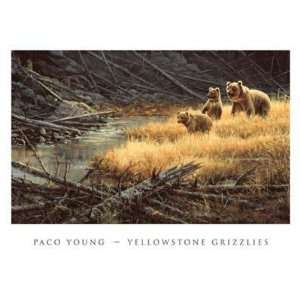  Yellowstone Grizzlies by Paco Young. Best Quality Art 