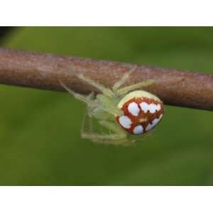  Green, Orange, and White Spider, Araneus Guttulatus, an Orb Weaver 