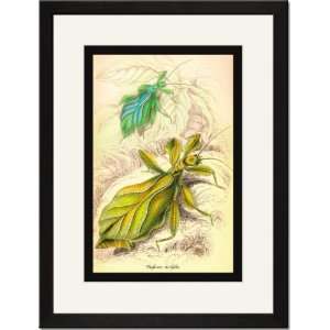  Black Framed/Matted Print 17x23, Insects Phyllium 