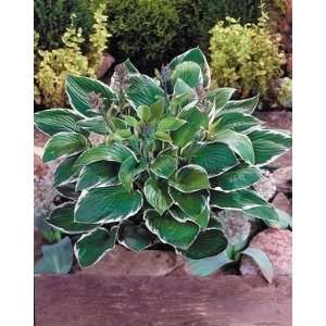  PLANTAIN LILY FRANCEE / 1 gallon Potted Patio, Lawn 