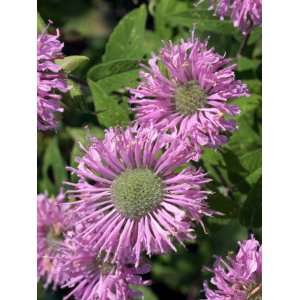  Close Up of Bergamot Flowers, Taken in August in Devon 