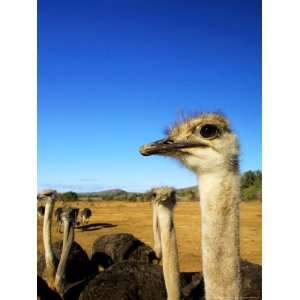  Ostriches, Safari Ostrich Farm, South Africa Premium 