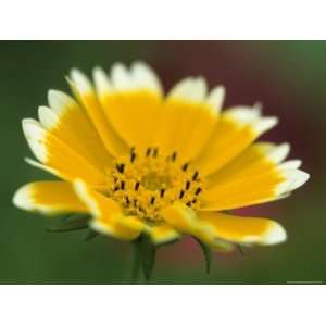 Golden Eye, Chrysanthemum Segetum, Bielefeld, Germany Photographic 