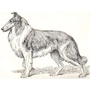   inch Square Acrylic Coaster Line Drawing Collie 1