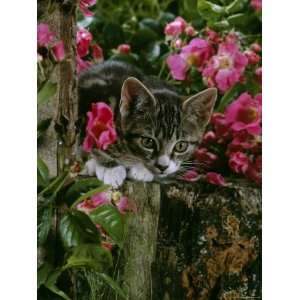  Domestic Cat, Tabby Kitten Among American Pillar Roses 
