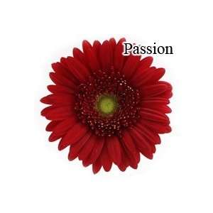  Passion Red Gerbera Daisies   72 Stems Arts, Crafts 