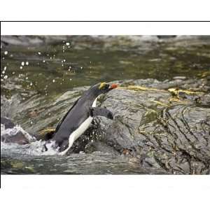 Macaroni Penguin   Climbing up rocks from sea Photographic 