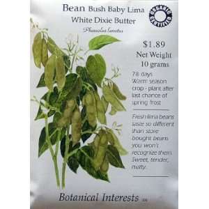  Bean Baby Lima Certified Organic Heirloom Seeds 30 Seeds 