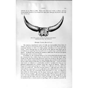   NATURAL HISTORY 1894 SKULL GALLA OX HORNS INDIAN BULL