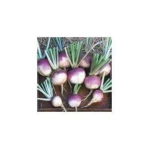  100 HEIRLOOM turnip purple top seeds 