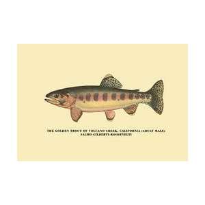  The Golden Trout of Volcano Creek 20x30 poster