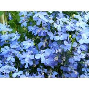  100 SKY BLUE LOBELIA REGATTA Lobelia Erinus Flower Seeds 