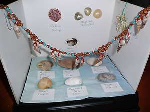 Sea Shell Collection Atlantic Ocean Outer Banks Display Case Jewelry 