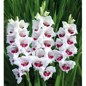   10 Bulbs   New   White with Fuchsia Blotches Patio, Lawn & Garden