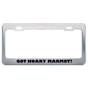 Got Hoary Marmot? Animals Pets Metal License Plate Frame Holder Border 