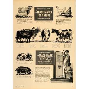 1948 Ad Ethyl Gas Livestock Breeds Sheep Cattle Hogs 