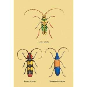  Beetles Lamia Ornata L. Formosa and Desmocerus Cyaneus #2 