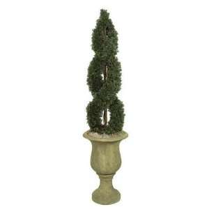 Autograph Foliages A 72000   4 Foot Double Spiral Cypress 