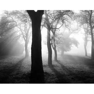 Trees in the fog I by Tom Weber 36x28 