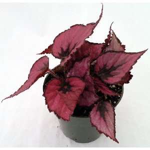   Rex Begonia Plant   4 Pot   Great Houseplant Patio, Lawn & Garden