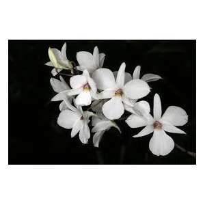  Orchid species seed Dendrobium fytchianum 10 seeds 