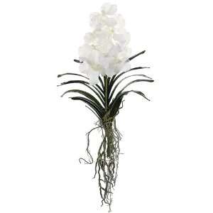 20.5 Vanda Orchid Plant W/Leaf & Roots White (Pack of 4 