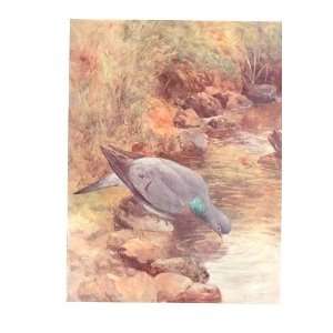  Coloured Bird Drawing Stock Dove Collins