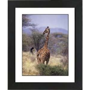  Serengeti Giraffe Black Frame Giclee 23 1/4 High Wall Art 