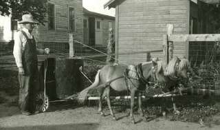 old FARM Photo *MINIATURE HORSES pulling CHARIOT CART*  