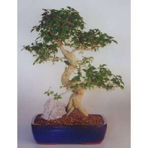 2CHIXGIFTS IMPORTED LARGE LIGUSTRUM BONSAI TREE  Grocery 