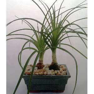 Ponytail Palm Bonsai Tree in Rectangle Glazed Ceramic Pot  