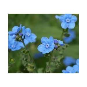  Todds Seeds   Chinese Forget Me Not (Cynoglossum Amabile 
