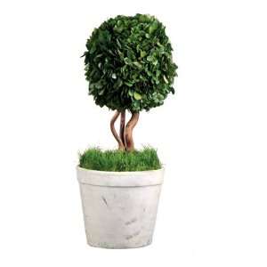  PRESERVED POTTED BOXWOOD TOPIARY