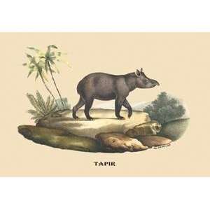  Vintage Art Tapir   08913 x