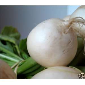  300 WHITE EGG TURNIP Brassica Rapa Vegetable Seeds Patio 