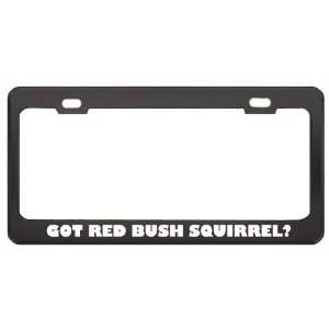 Got Red Bush Squirrel? Animals Pets Black Metal License Plate Frame 