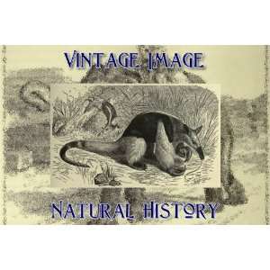   Fridge Magnet Vintage Natural History Image Tamandua