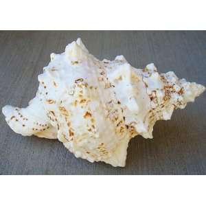  Frog Seashell/Large (Bursa Bobo) 